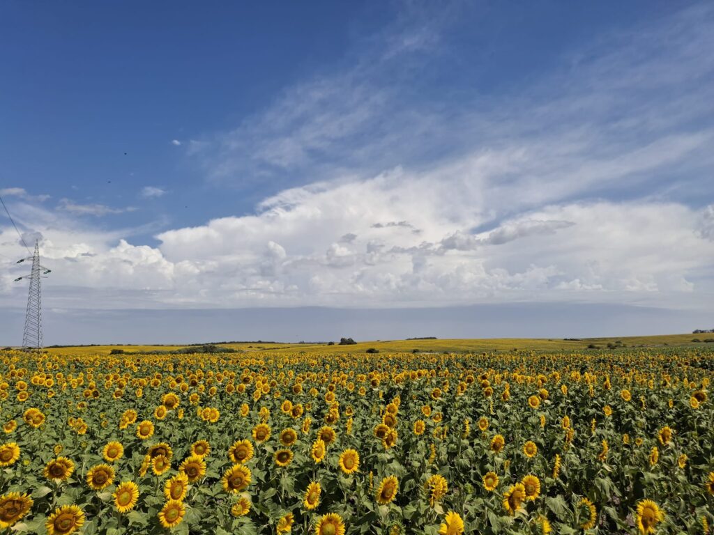 Ackerland in Uruguay kaufen landwirtschaftliche Flächen Südamerika