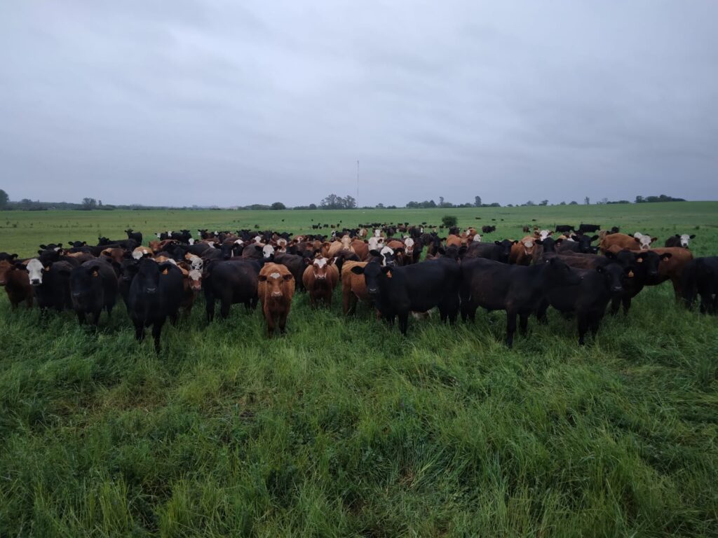 Estancia Uruguay kaufen
Ackerland Uruguay Landwirtschaft
Weideland Uruguay Farm