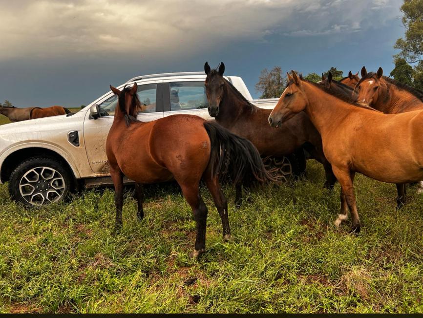 Estancia Uruguay kaufen
Ackerland Uruguay Landwirtschaft
Weideland Uruguay Farm
